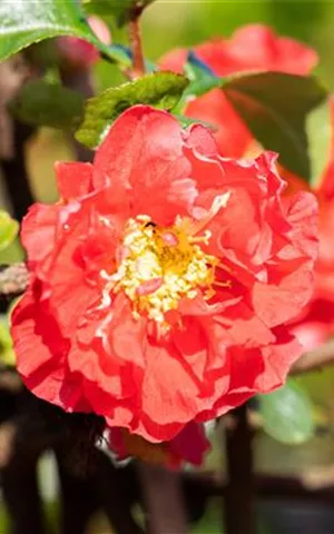 Chaenomeles speciosa 'Scarlet Storm'
