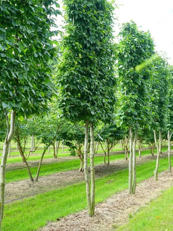 Carpinus betulus Heckenpflanzen, Hainbuche,Weißbuche Semper Verde