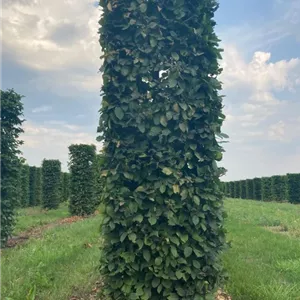 Carpinus betulus - Bonsai
