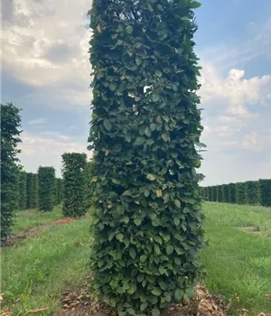 Carpinus betulus - Bonsai