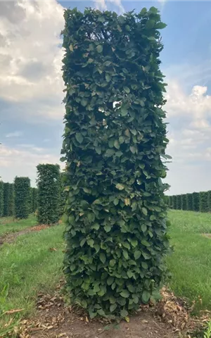 Carpinus betulus - Bonsai