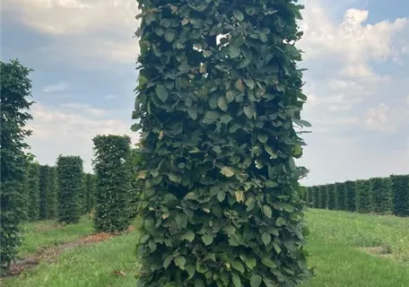 Carpinus betulus - Formgehölze - Hainbuche,Weißbuche