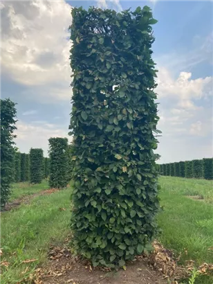 Hainbuche,Weißbuche - Carpinus betulus - Formgehölze