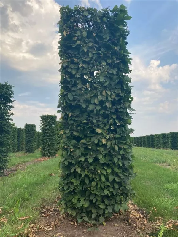 Hainbuche,Weißbuche - Carpinus betulus - Formgehölze