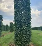 Hainbuche,Weißbuche - Carpinus betulus - Formgehölze