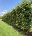 Hainbuche,Weißbuche - Carpinus betulus - Unikum