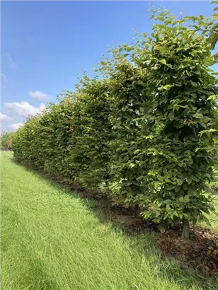 Hainbuche,Weißbuche - Carpinus betulus - Formgehölze