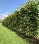 Hainbuche,Weißbuche - Carpinus betulus - Formgehölze
