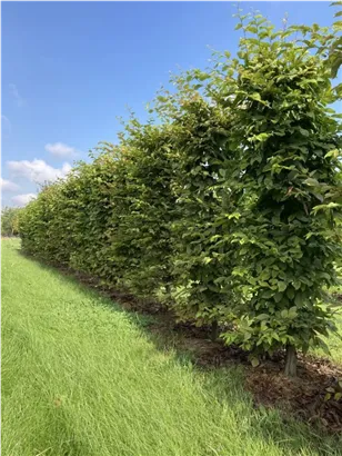 Hainbuche,Weißbuche - Carpinus betulus - Formgehölze