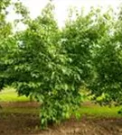 Chin. Blumen-Hartriegel - Cornus kousa chinensis - Formgehölze