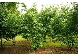 Cornus kousa chinensis - Ziergehölze