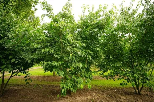 Chin. Blumen-Hartriegel - Cornus kousa chinensis - Formgehölze