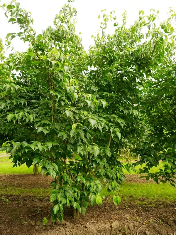 Chin. Blumen-Hartriegel - Cornus kousa chinensis - Formgehölze