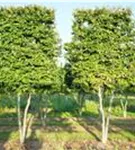 Rotbuche - Fagus sylvatica - Heckenpflanzen