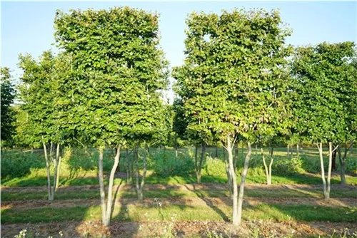 Rotbuche - Fagus sylvatica - Heckenpflanzen