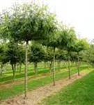 Lederhülsenbaum 'Skyline' - Gleditsia triacanthos 'Skyline' - Baum