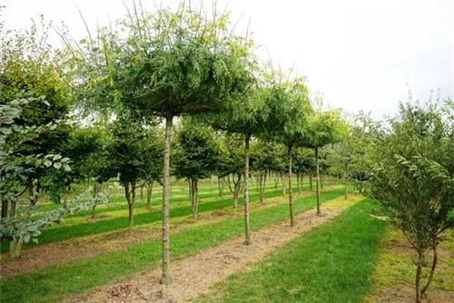 Lederhülsenbaum 'Skyline' - Gleditsia triacanthos 'Skyline' - Baum