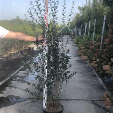 Ligustrum vulgare 'Atrovirens', C 20 150- 175
