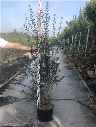 Schwarzgrüner Liguster 'Atrovirens' - Ligustrum vulgare 'Atrovirens'