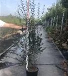 Schwarzgrüner Liguster 'Atrovirens' - Ligustrum vulgare 'Atrovirens'