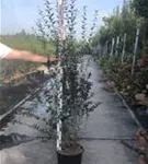 Schwarzgrüner Liguster 'Atrovirens' - Ligustrum vulgare 'Atrovirens'