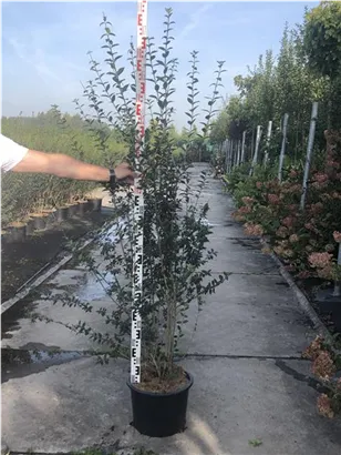 Schwarzgrüner Liguster 'Atrovirens' - Ligustrum vulgare 'Atrovirens'