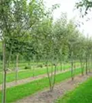 Zierapfel 'Evereste' -R- - Malus 'Evereste' -R- CAC