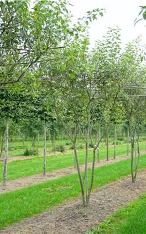 Malus 'Evereste' -R- CAC