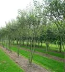 Zierapfel 'Evereste' -R- - Malus 'Evereste' -R- CAC Zierapfel 'Evereste' -R- - Malus 'Evereste' -R- CAC