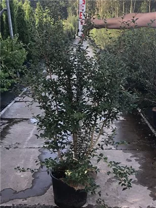 Burkwoods Duftblüte - Osmanthus burkwoodii - Heckenpflanzen