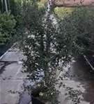 Burkwoods Duftblüte - Osmanthus burkwoodii - Heckenpflanzen