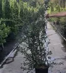 Burkwoods Duftblüte - Osmanthus burkwoodii - Heckenpflanzen