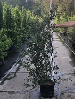 Burkwoods Duftblüte - Osmanthus burkwoodii - Heckenpflanzen