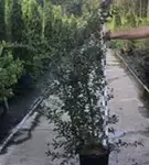 Burkwoods Duftblüte - Osmanthus burkwoodii - Heckenpflanzen