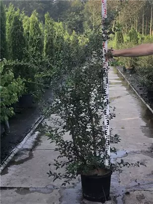 Burkwoods Duftblüte - Osmanthus burkwoodii - Heckenpflanzen