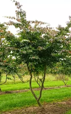 Parrotia persica - Ziergehölze