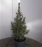 Zuckerhutfichte - Picea glauca 'Conica'