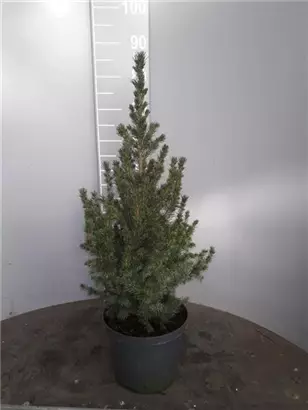 Zuckerhutfichte - Picea glauca 'Conica'
