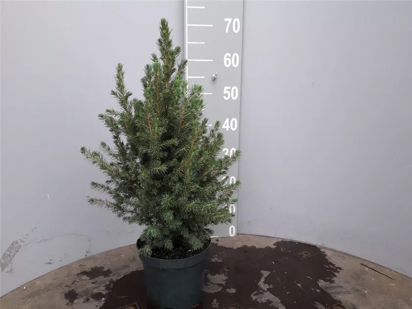 Picea glauca 'Conica', Zuckerhutfichte - Semper Verde Pflanzenzentrum  Ullmer GbR