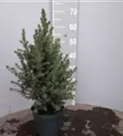 Zuckerhutfichte - Picea glauca 'Conica'