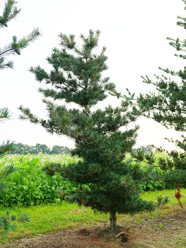 Blaue Mädchenkiefer 'Negishi' - Pinus parviflora 'Negishi' - Nadeln - Koniferen