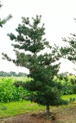 Pinus parviflora 'Negishi' - Formgehölze