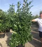 Lorbeerkirsche 'Rotundifolia' - Prunus lauroc.'Rotundifolia'