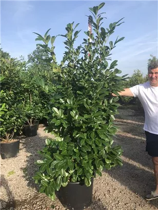 Lorbeerkirsche 'Rotundifolia' - Prunus lauroc.'Rotundifolia'