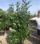 Lorbeerkirsche 'Rotundifolia' - Prunus lauroc.'Rotundifolia'