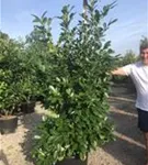 Lorbeerkirsche 'Rotundifolia' - Prunus lauroc.'Rotundifolia'