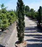 Schmale Säuleneibe - Taxus baccata 'Fastigiata Robusta'