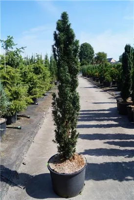 Schmale Säuleneibe - Taxus baccata 'Fastigiata Robusta'