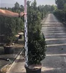 Eibe 'Hillii' - Taxus media 'Hillii' - Heckenpflanzen