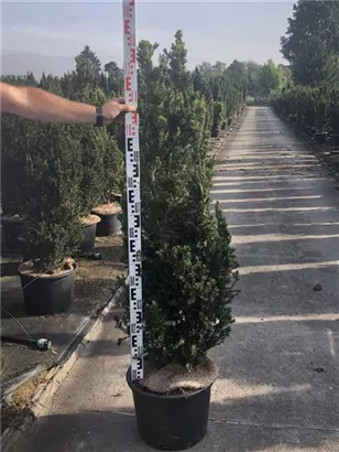 Eibe 'Hillii' - Taxus media 'Hillii' - Heckenpflanzen